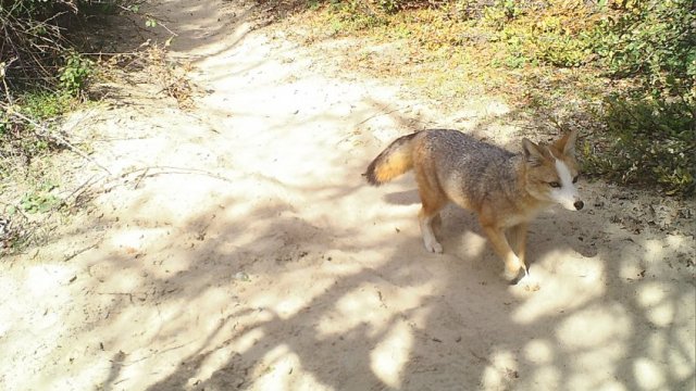 Conaf registró presencia de zorro culpeo con aparente leucismo y morfológicamente distinto