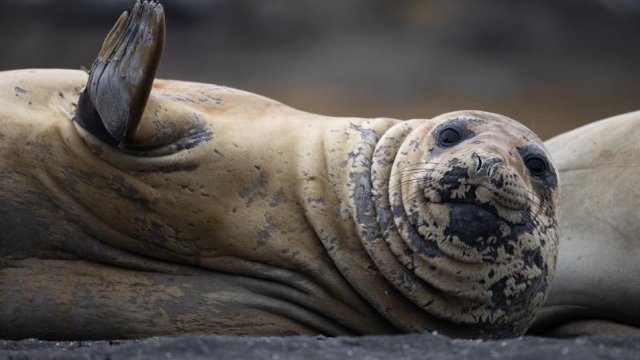 La vida en el extremo sur: Fauna y paisajes de la Antártica